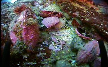 Stalked jellyfish on mussel